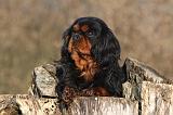 CAVALIER KING CHARLES 374